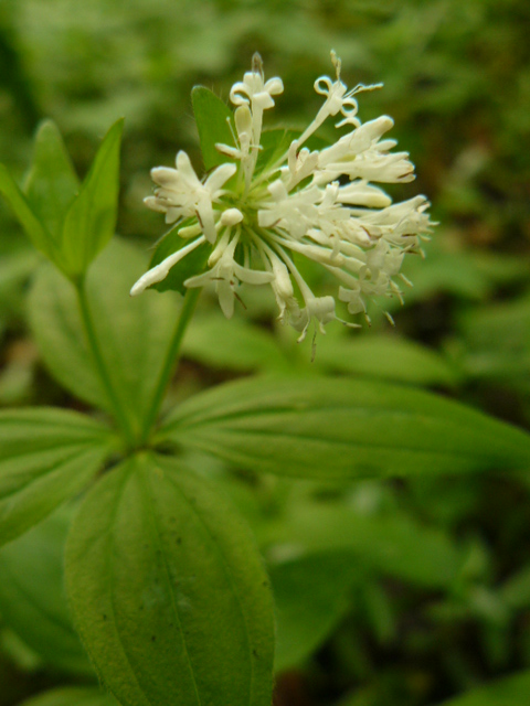 Asperula taurina / Stellina cruciata